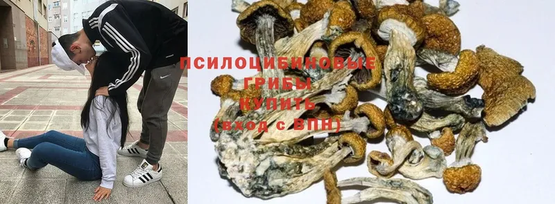 Псилоцибиновые грибы Magic Shrooms  купить наркоту  Клинцы 